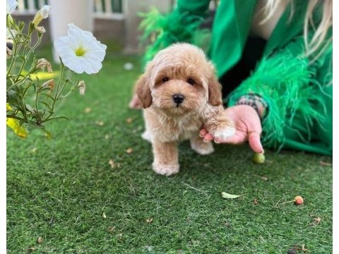 Maltipoo  yavrularımız 
