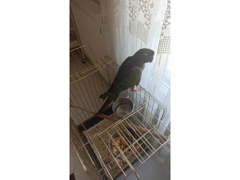 İstanbul avrupa yakası elden teslim konur papağanı