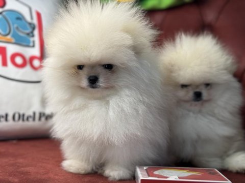 Show kalite tea cup pomeranian boo yavrular