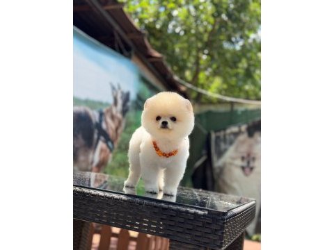 Ayıcık surat pomeranian