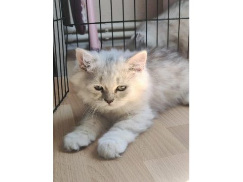 Çok akıllı uslu british longhair yavrularımız