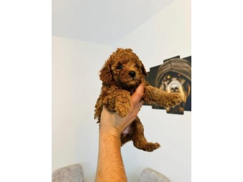 Dark red brown toy poodle kızımız