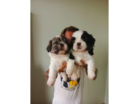 Kaliteli anneden kaliteli shih tzu yavrular