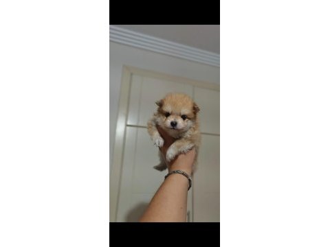 Original pomeranianlar