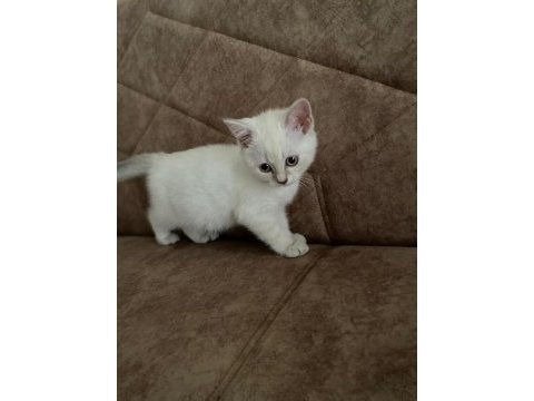 British shorthair yavru