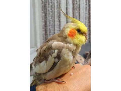 Çift sultan papağanlarımız