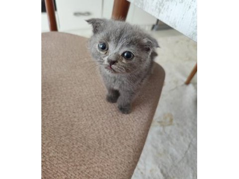 2 aylık oyuncu ve sağlıklı scottish fold