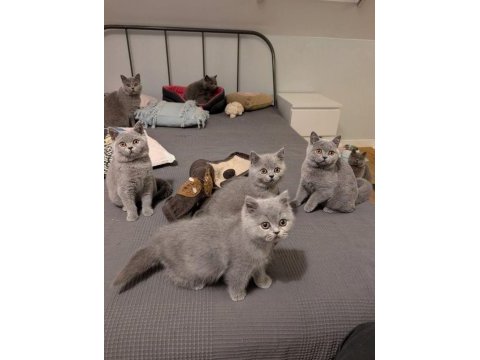 British shorthair blue bebekler