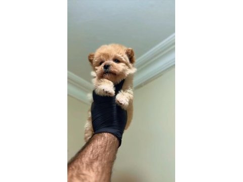 Sevgiliden sevgiliye pomeranian boo