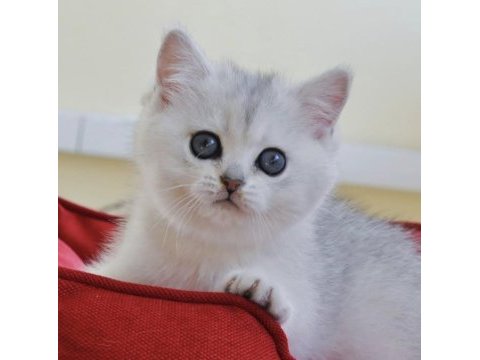 Oyuncu kedimiz ns24 british shorthair 