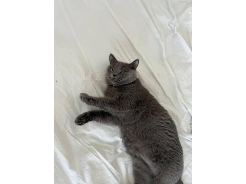 Ücretsiz sahiplendirme dişi british shorthair