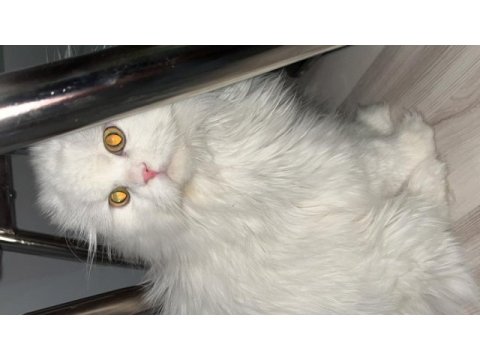 9 aylık scottish fold kedimiz casper yeni yuvasını arıyor
