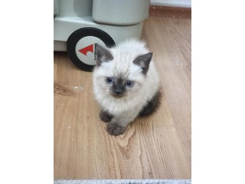 British shorthair blue point yavrularımız