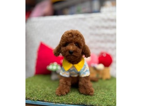 Orjinal toy poodle yavrumuz 