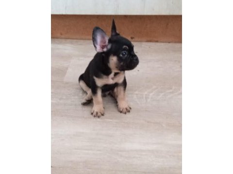 French bulldog 2 erkek