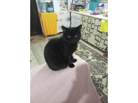 Irk standartlarında british shorthair