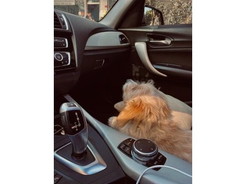 Oyunsever hareketli yavru maltipoo