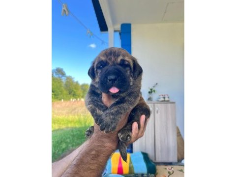 Özel renklere sahip cane corso yavrular