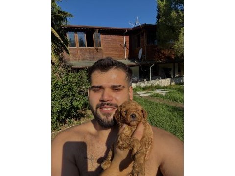 Türünün en miniği mikro poodle redbrown