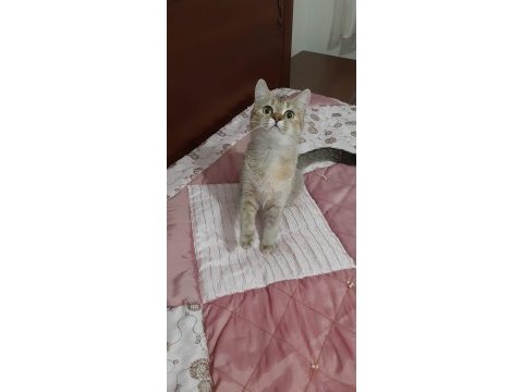 British shorthair güzel kızımız