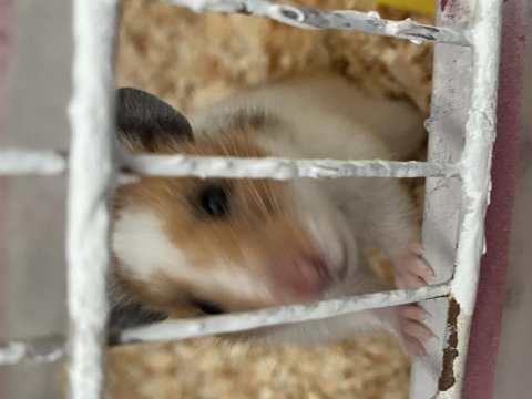 Dişi hamster