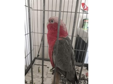 Rose galah kakadu