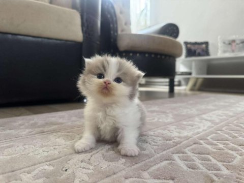 British longhair kedileri