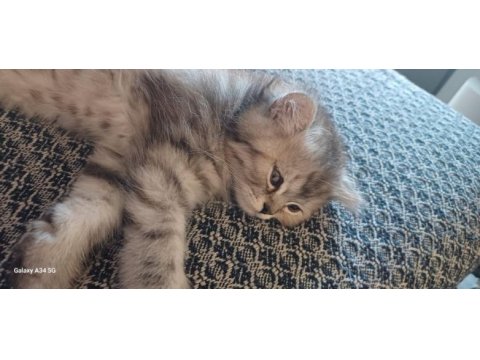 2 adet 2 aylık chinchilla yavru