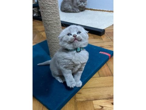 Ev ortamından british ve scottish fold yavrular