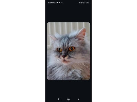 Chinchilla kedimizi sahiplendirme
