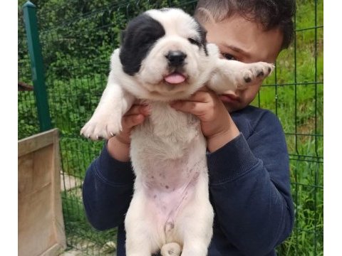 Dikkat çeken dev alabay yavruları