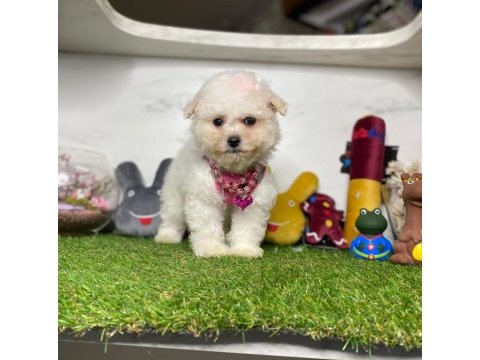 Maltese terrier yavruları