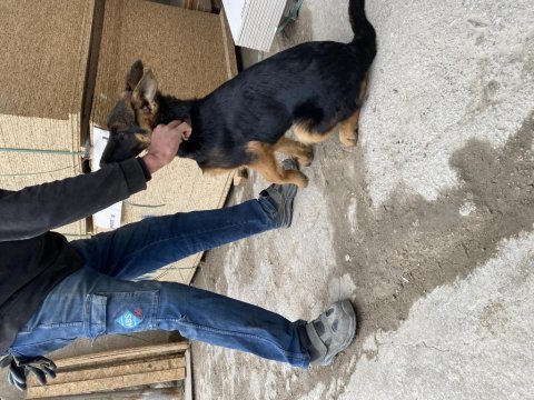3.5 aylık erkek alman kurdu