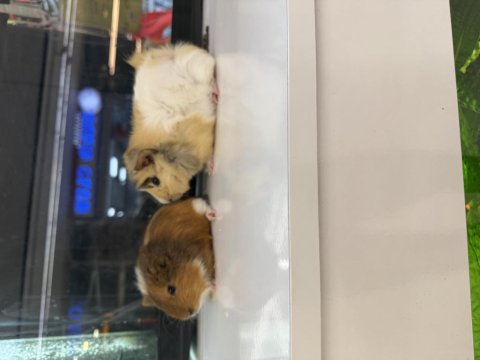 Ginepig yavruları