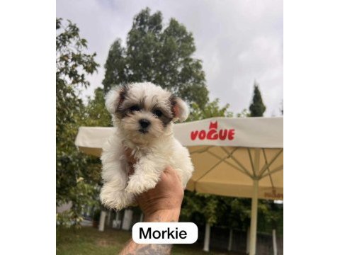 Muhteşem morkie yavrular