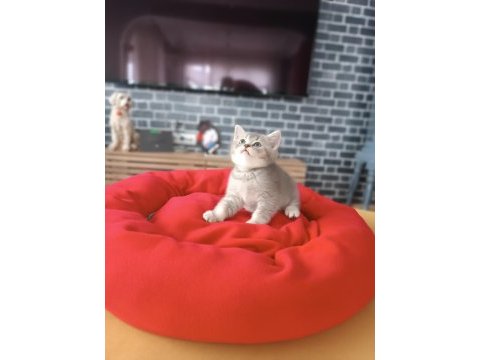 Golden blue ay 25 british shorthair