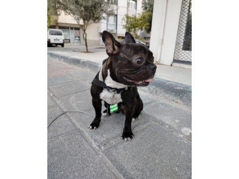 Eğitimli french bulldog dişi acil