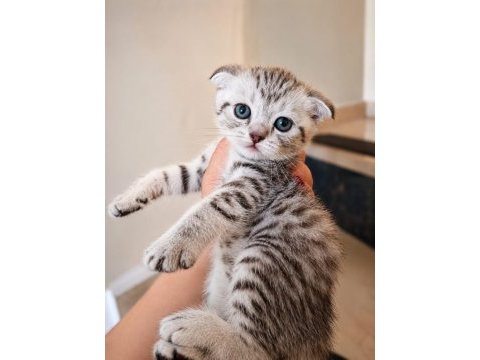 Mavi gözlü bakımlı safkan yavrularımız