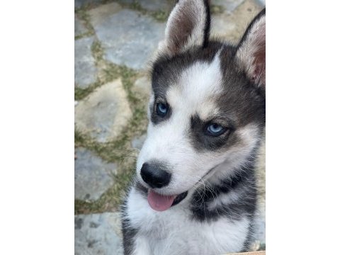 3 aylık safkan erkek husky