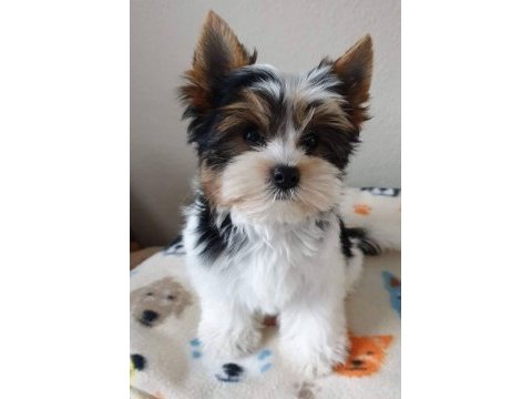 Ruhsatlı çiftlikten morkie yavrular