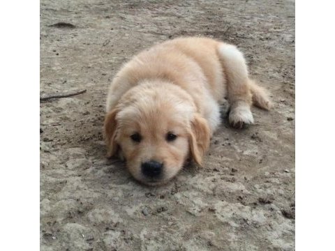 Baby face suratlı golden retriever yavrularımız