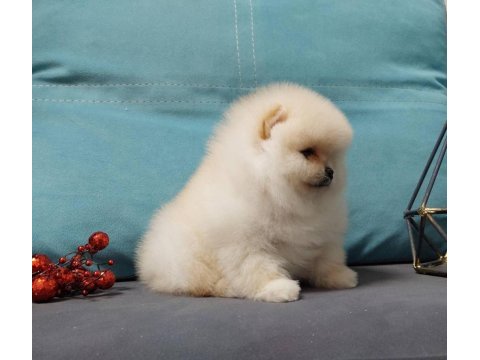 Teddy bear boo yavrular taksitle heryere gönderilir