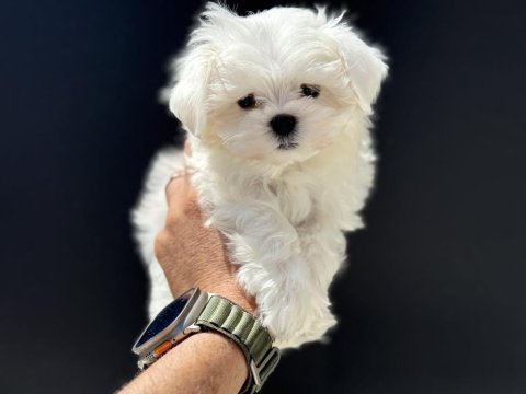 Tea cup kore kan maltese petmode de ziyarete açık
