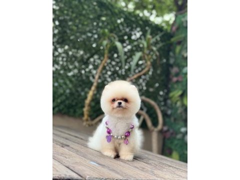 Tea cup pomeranian boo kızımız