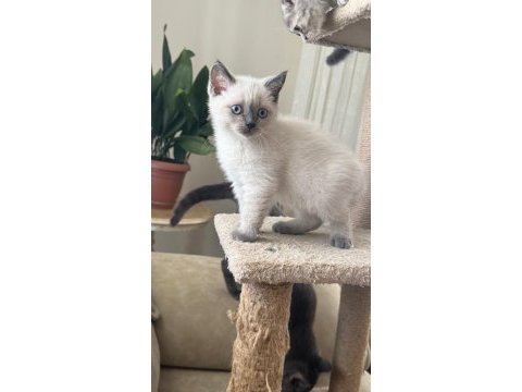 2 aylık sevimli kedicikler