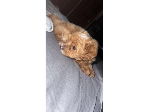 3 aylık yavru toy poodle