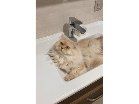 Erkek chinchilla kedisi