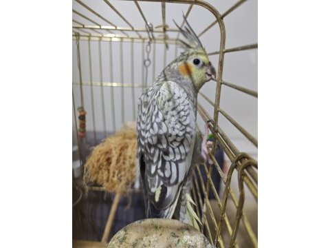 3 aylık sultan papağanı