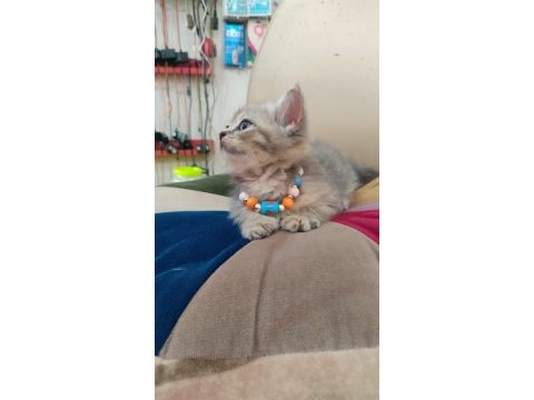 British shorthair minik cana yakın erkek yavrular