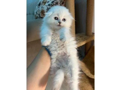 Scottish fold longhair ns1133